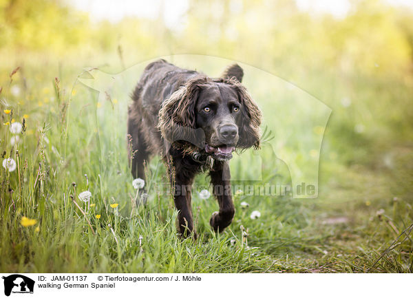 walking German Spaniel / JAM-01137