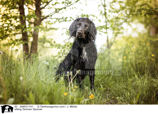 sitting German Spaniel / JAM-01141