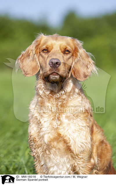 German Spaniel portrait / MW-16016