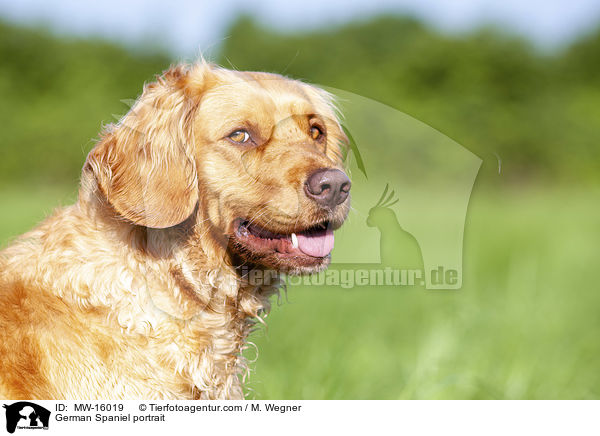 German Spaniel portrait / MW-16019