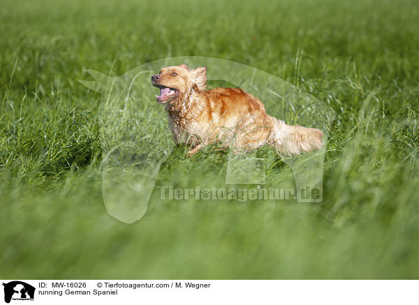 rennender Deutscher Wachtelhund / running German Spaniel / MW-16026