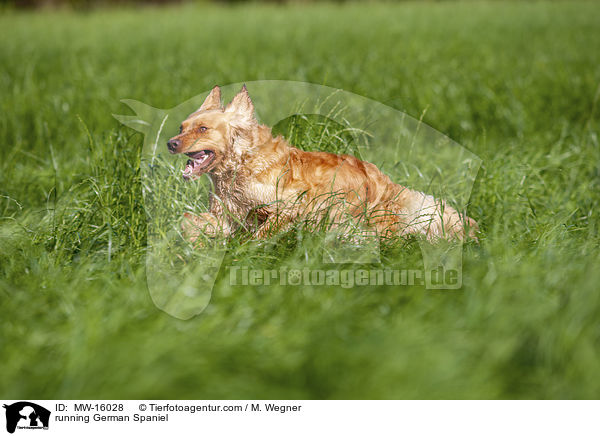 rennender Deutscher Wachtelhund / running German Spaniel / MW-16028