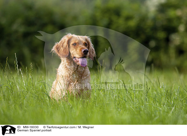 German Spaniel portrait / MW-16030