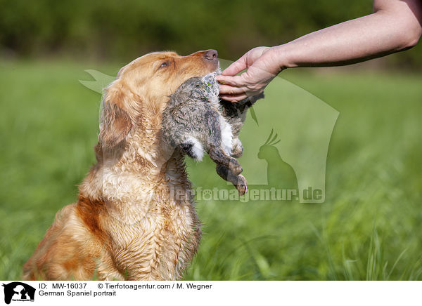 German Spaniel portrait / MW-16037