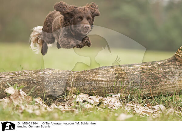 springender Deutscher Wachtelhund / jumping German Spaniel / MIS-01364