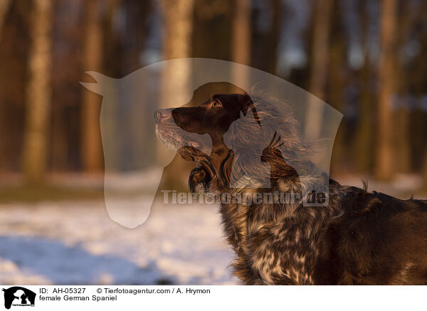 female German Spaniel / AH-05327