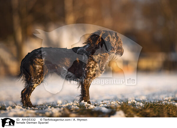 female German Spaniel / AH-05332