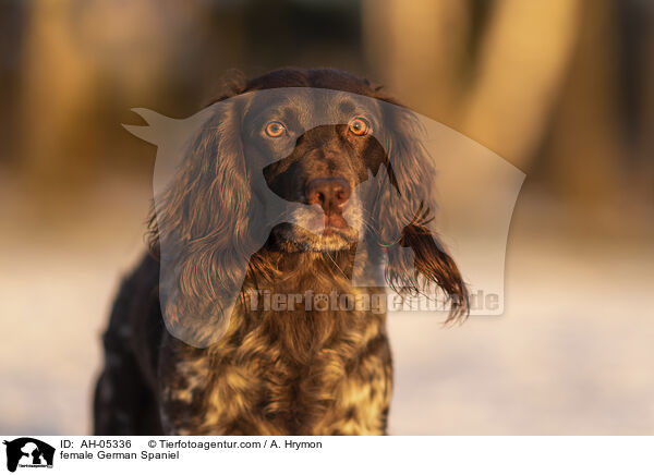 female German Spaniel / AH-05336