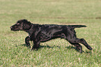 running dog