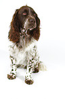 sittng Spaniel