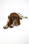 lying Spaniel