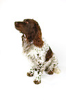 sittng Spaniel