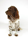 sittng Spaniel