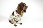 sittng Spaniel