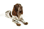 lying Spaniel