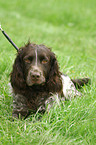 lying German Spaniel