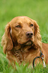 German Spaniel Portrait