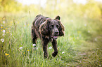 walking German Spaniel