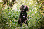 sitting German Spaniel