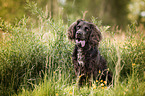 sitting German Spaniel