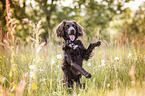 begging German Spaniel