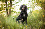 sitting German Spaniel