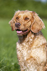 German Spaniel portrait