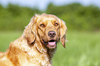 German Spaniel portrait