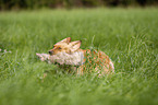 running German Spaniel