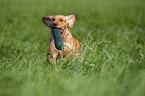 running German Spaniel