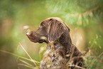 German Spaniel Portrait