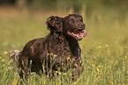 running German Spaniel