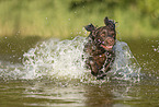 running German Spaniel