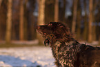 female German Spaniel