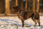 female German Spaniel