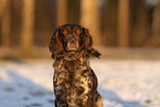 female German Spaniel