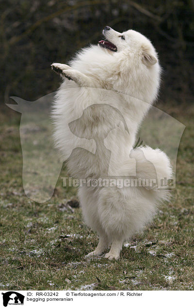 begging pomeranian / RR-03242