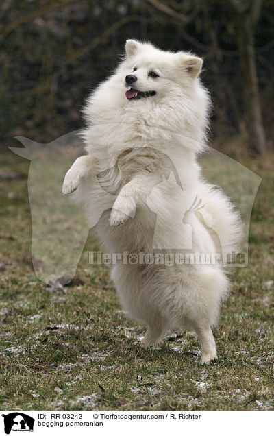 begging pomeranian / RR-03243