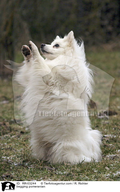 begging pomeranian / RR-03244