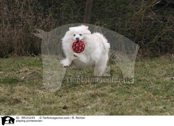 spielender Spitz / playing pomeranian / RR-03245