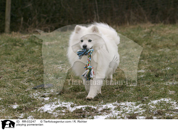 spielender Spitz / playing pomeranian / RR-03247