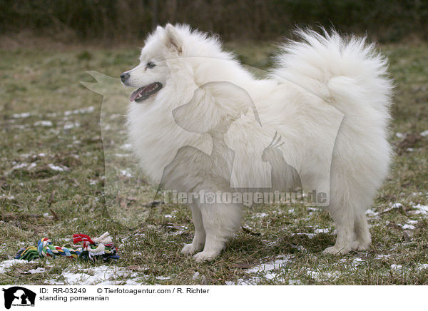 Spitz im Stand / standing pomeranian / RR-03249