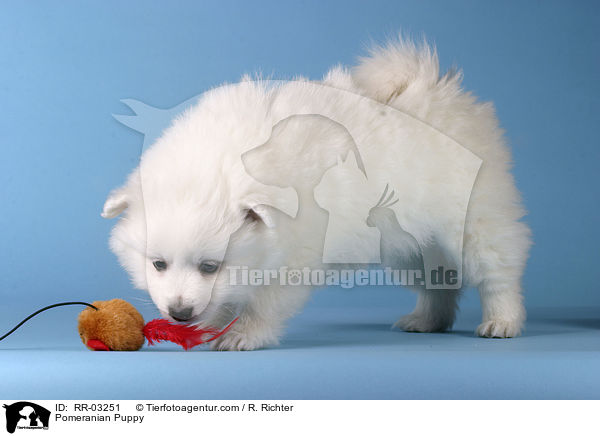 Spitz Welpe / Pomeranian Puppy / RR-03251