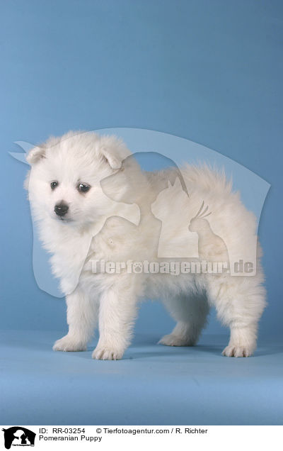 Spitz Welpe / Pomeranian Puppy / RR-03254