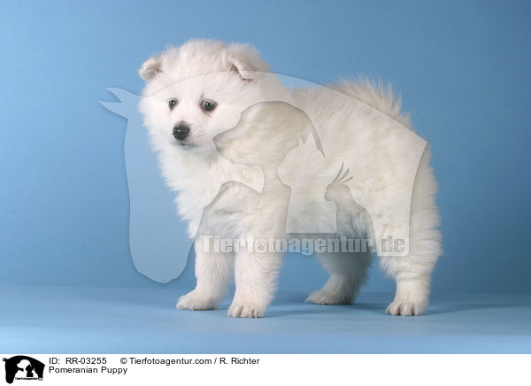 Spitz Welpe / Pomeranian Puppy / RR-03255