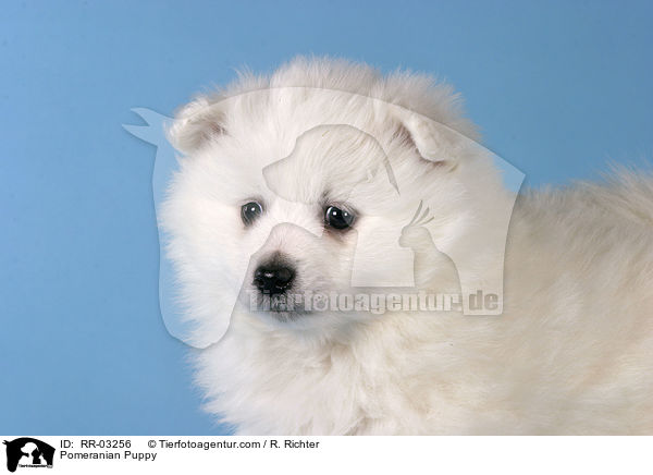 Pomeranian Puppy / RR-03256