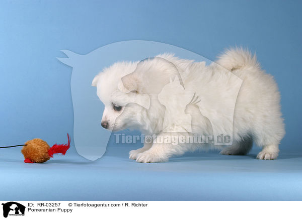 Spitz Welpe / Pomeranian Puppy / RR-03257