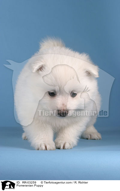 Pomeranian Puppy / RR-03259
