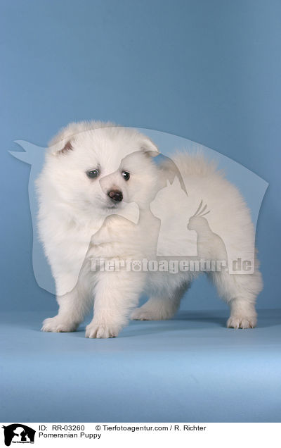 Spitz Welpe / Pomeranian Puppy / RR-03260