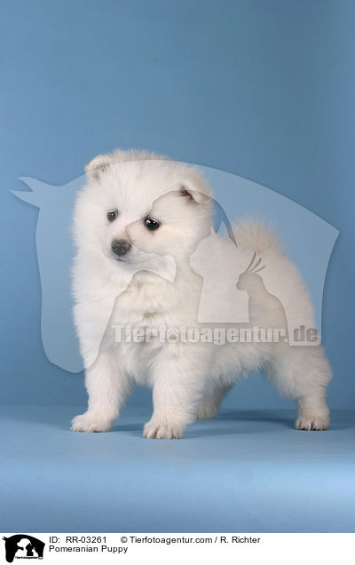 Spitz Welpe / Pomeranian Puppy / RR-03261